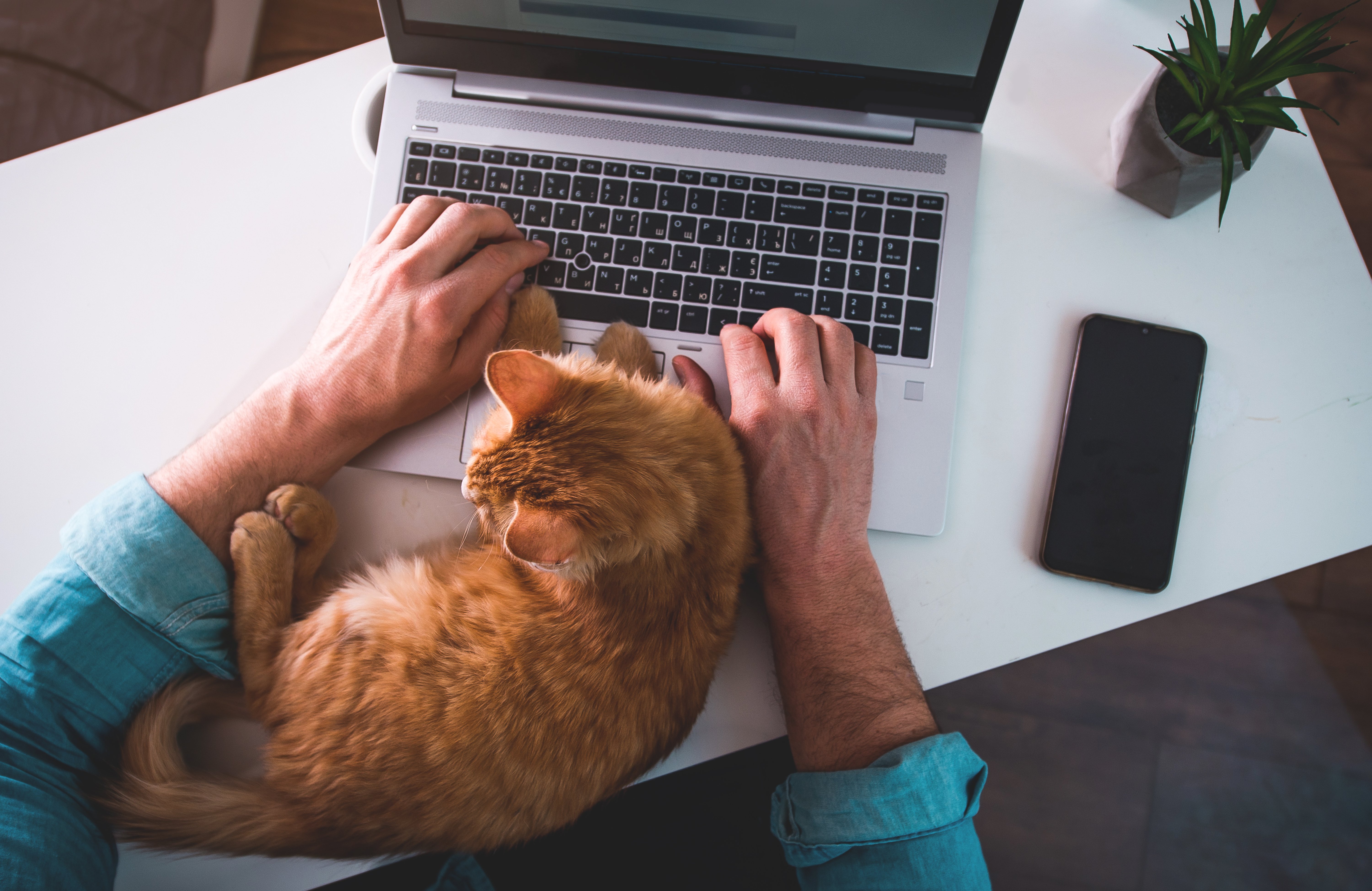 A person working on a laptop with a cat resting on their arm at a desk.