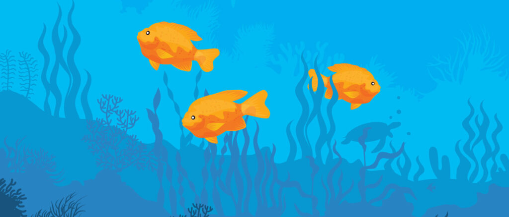 Garibaldi fish