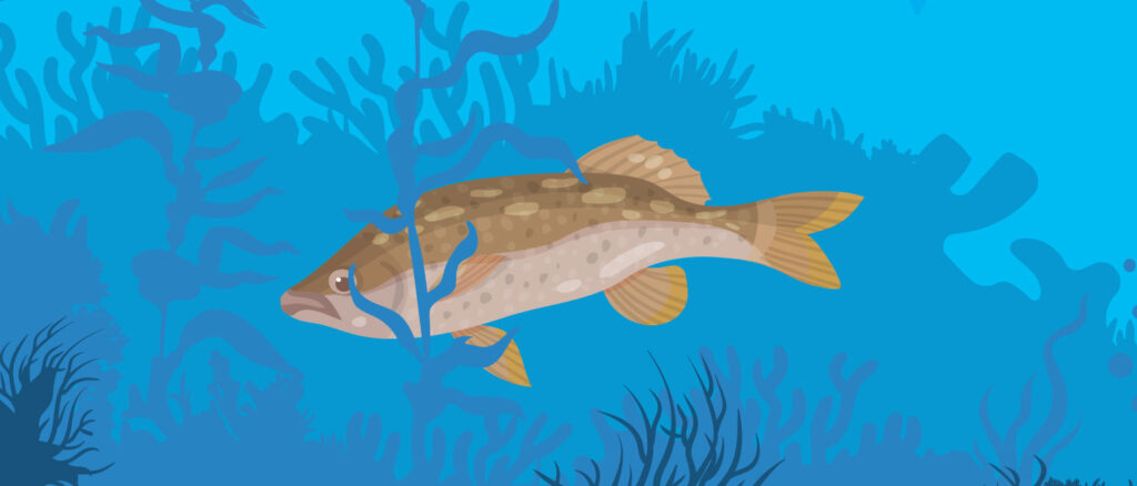 Kelp Bass fish