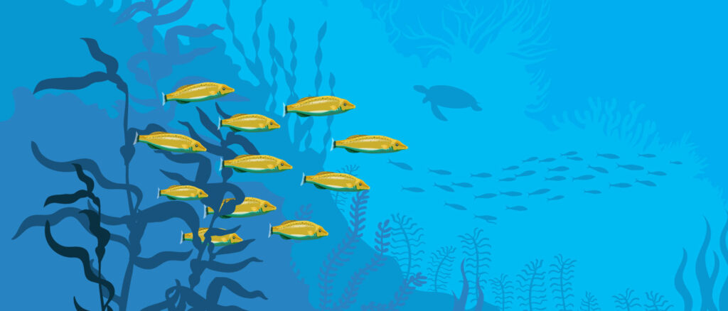 Señoritas fish